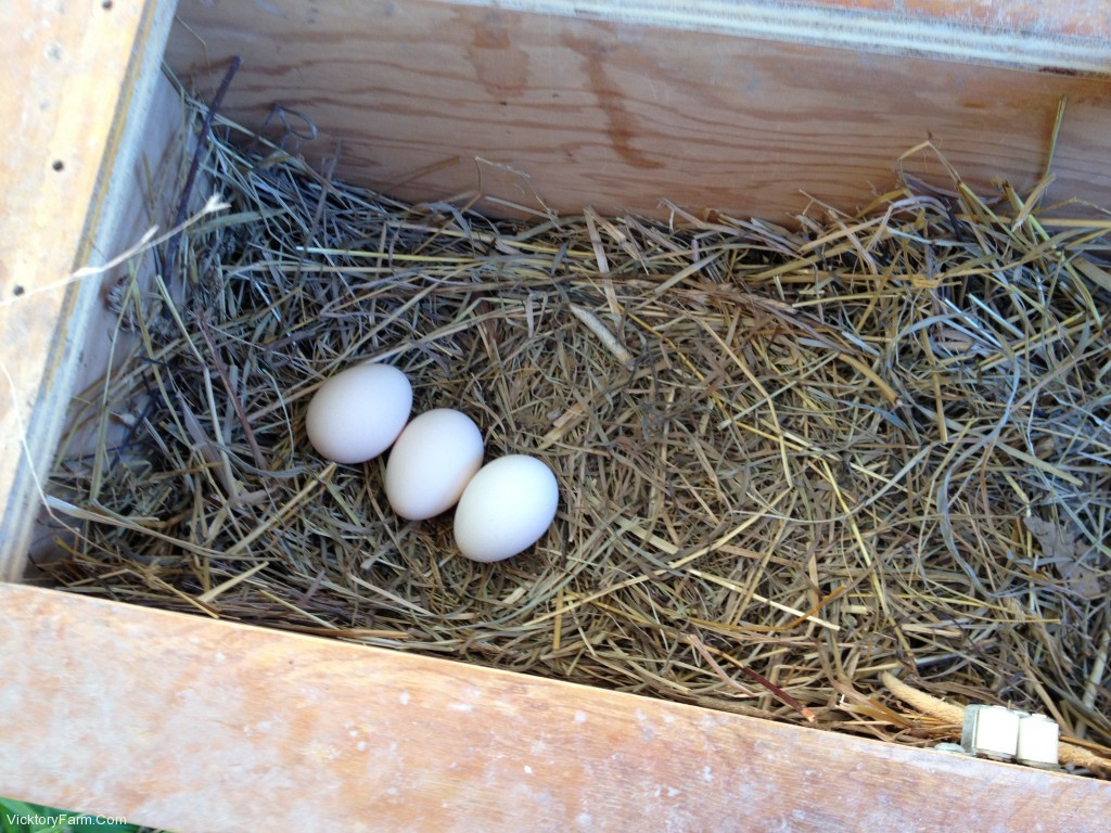 Only Three Eggs