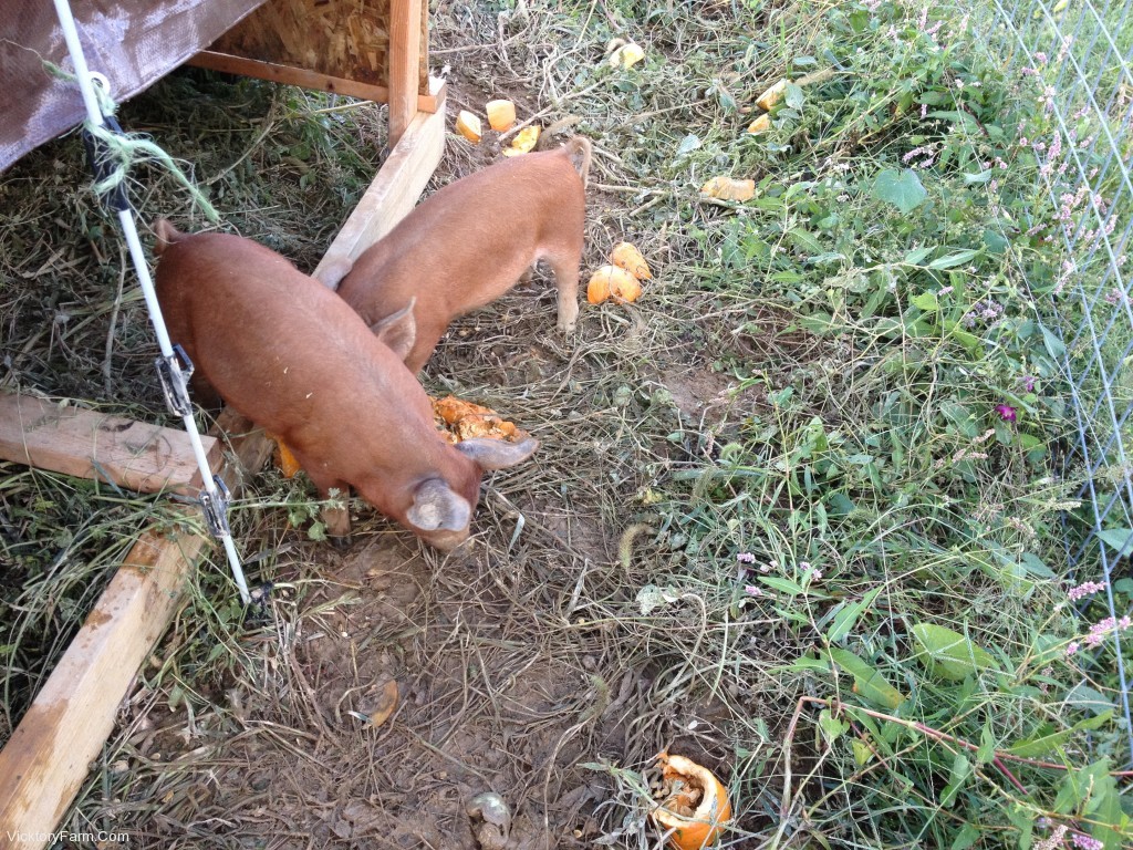 Growing Pigs
