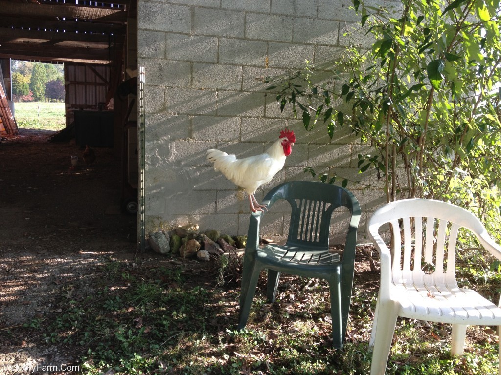 Rooster in charge
