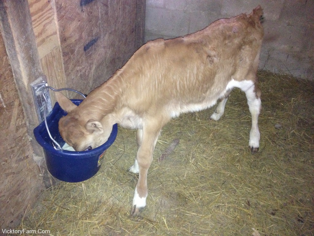 Bucket feeding milk