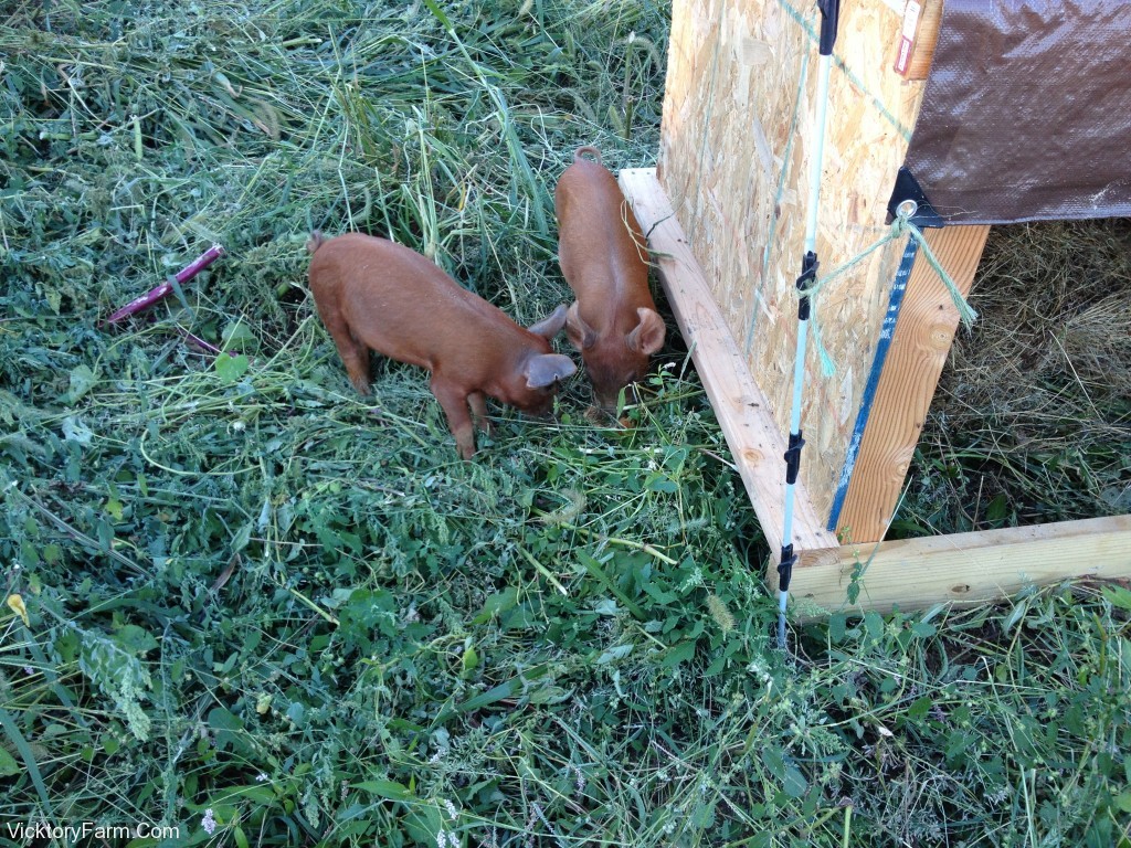 The pigs last year