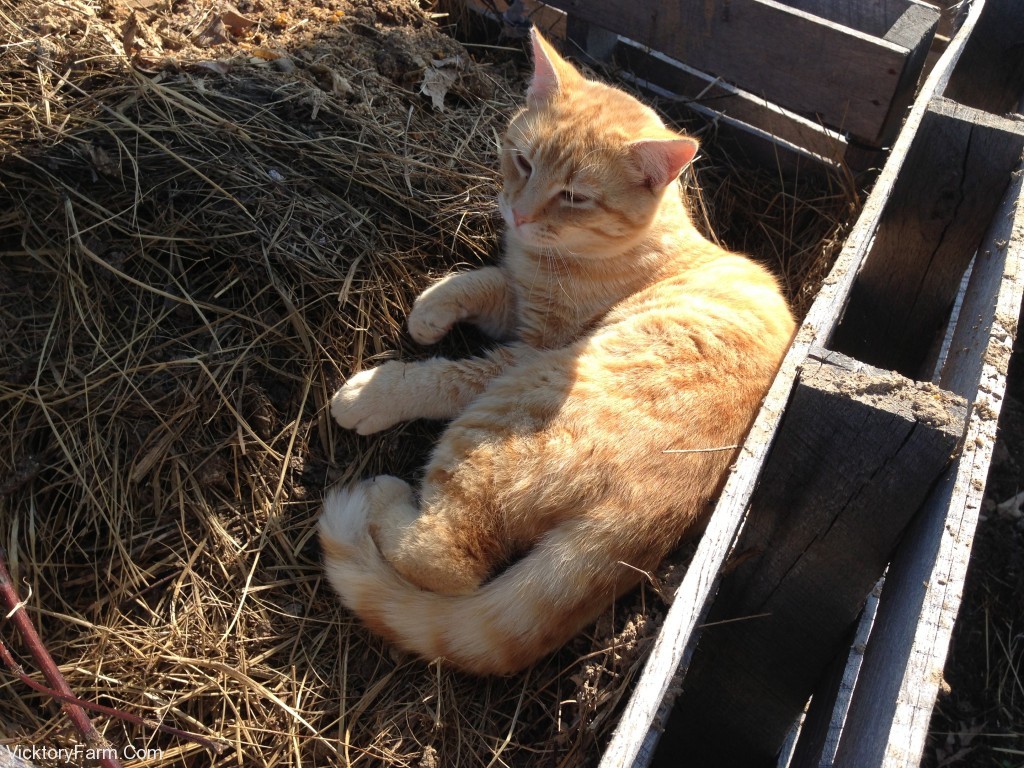 Compost Kitty